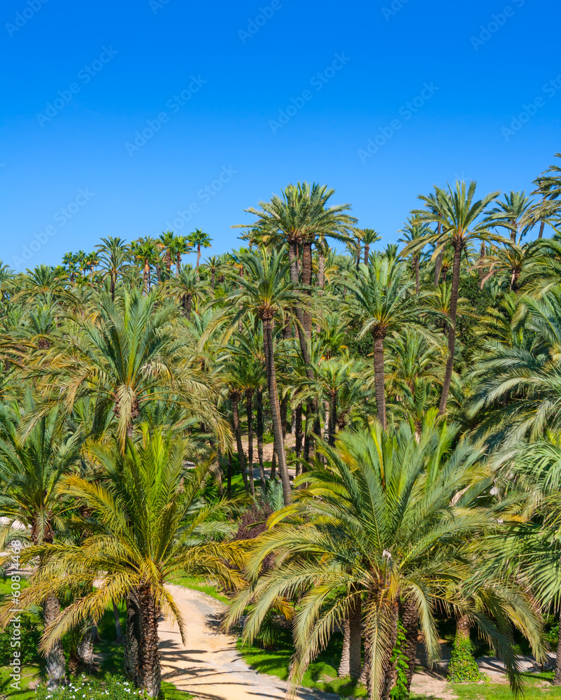 Elche Elx Alicante el Palmeral with many palm trees Elche Elx Alicante el Palmeral with many palm trees