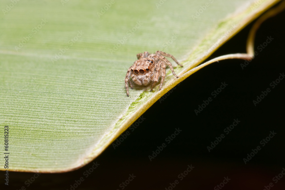the little spider the little spider