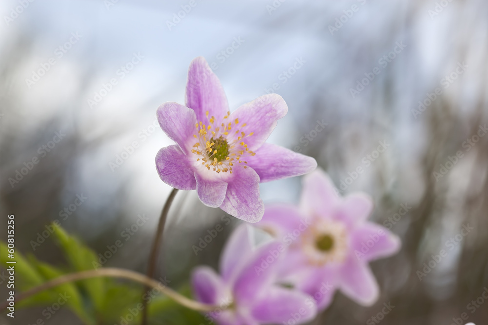 Beautiful Wood anemone (Anemone nemorosa) Beautiful Wood anemone (Anemone nemorosa)