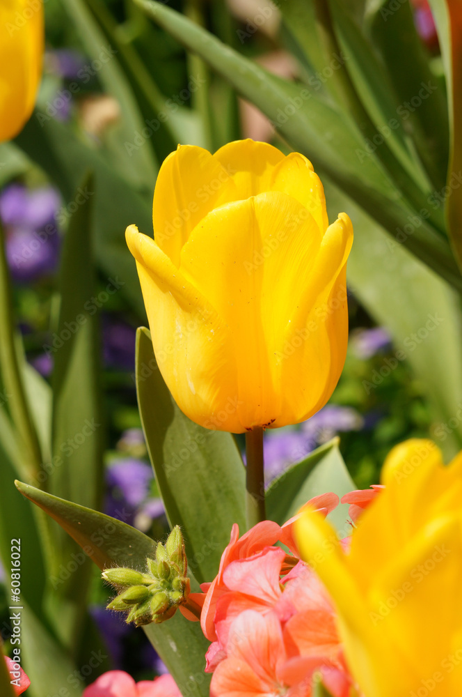 Naklejka premium vivid flowers