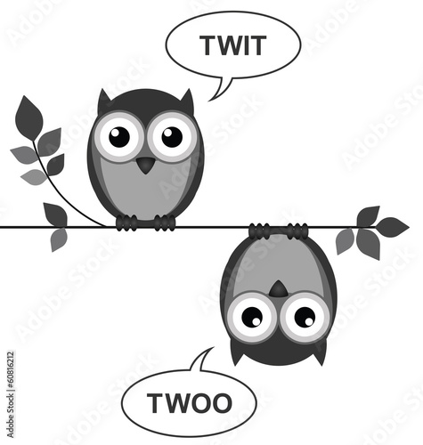 Owls calling to each other sat on a branch