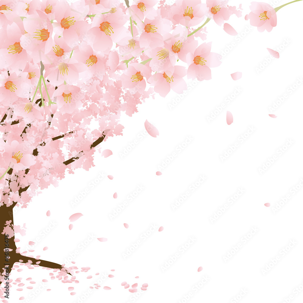 桜　 春