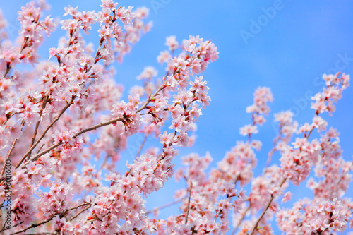 Sakura with clear blue sky