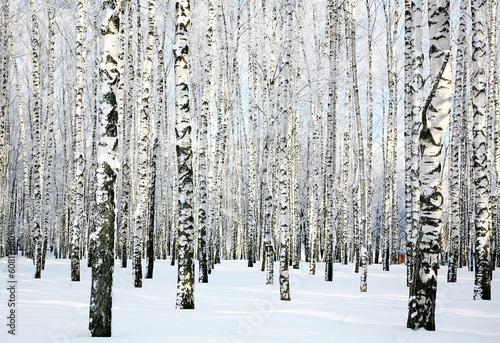 Fototapeta samoprzylepna Zimowy las brzozowy