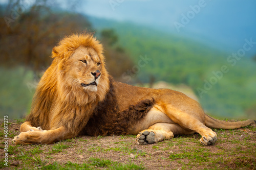 Fototapeta Naklejka Na Ścianę i Meble -  Lion male having a rest lying on the mountain