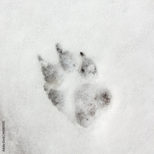 Dog Track, Footprint On The Snow