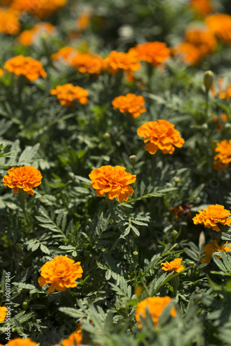 orange flowers in the garden