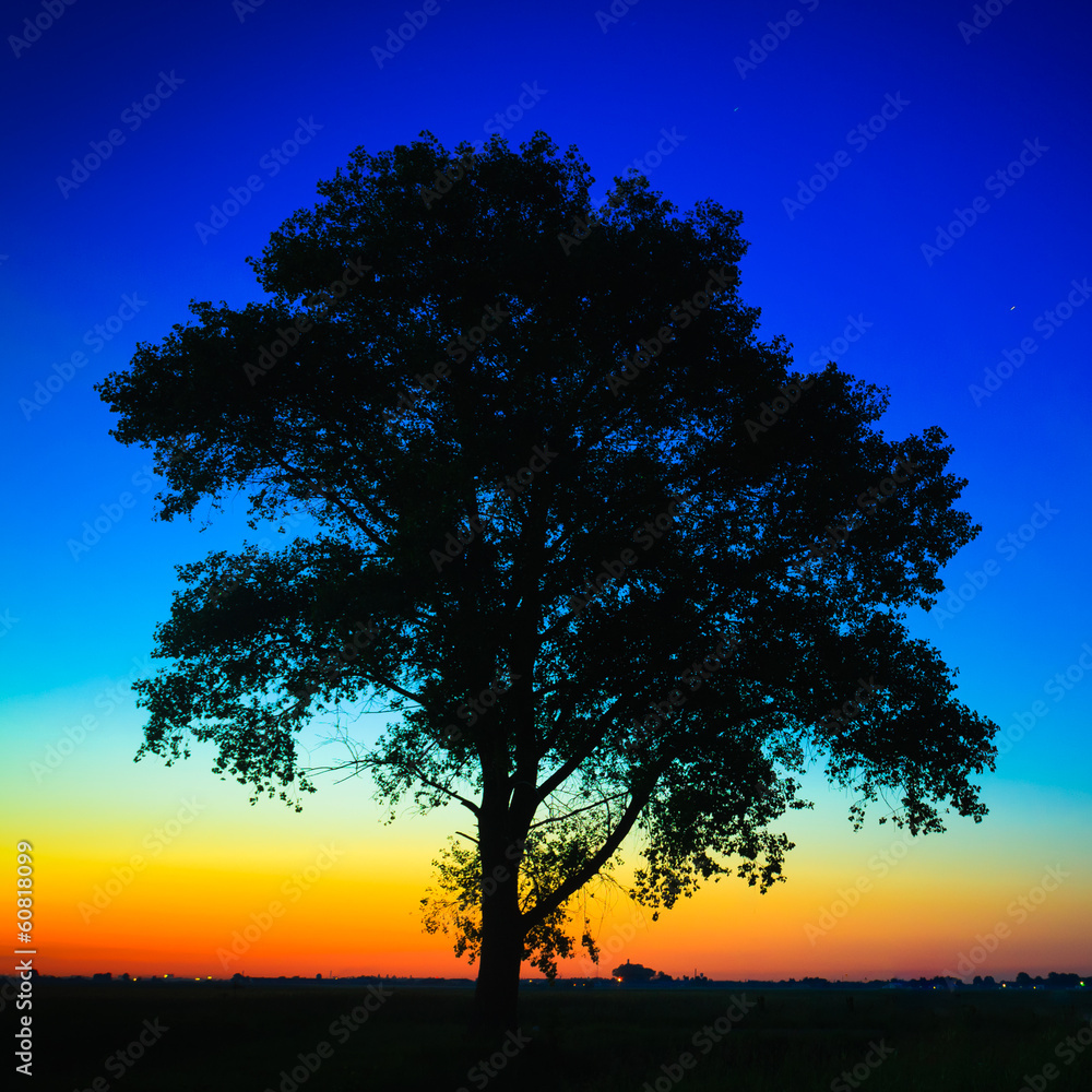 Obraz premium Old Tree In Sunset