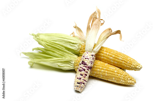 Corn isolated