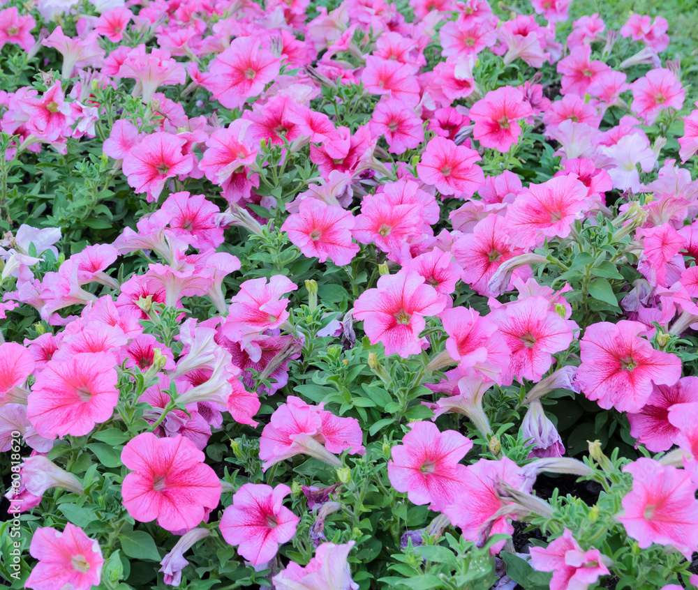 A field of pink petunia flower A field of pink petunia flower