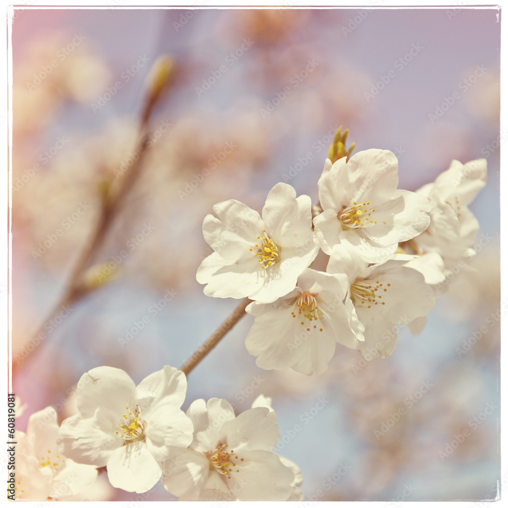 Cherry tree blossom