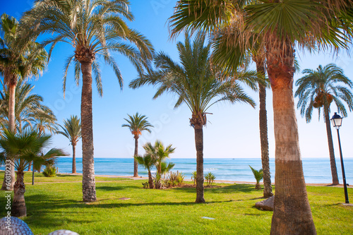 Oropesa de Mar in Castellon palm tree garden in mediterranean