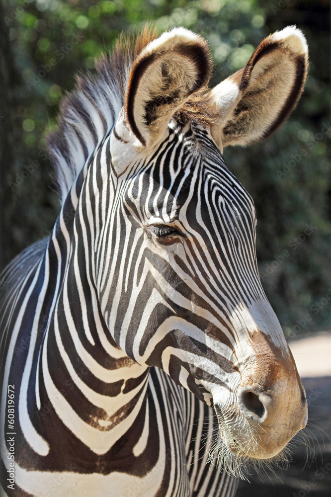Fototapeta premium Portrait of a common zebra