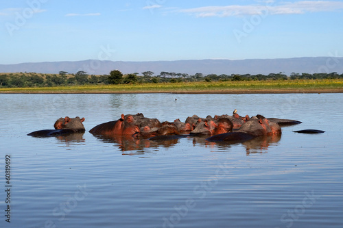 Hippos in a river photo