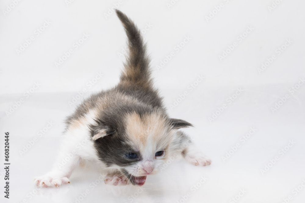 Obraz premium Maine Coon Cat