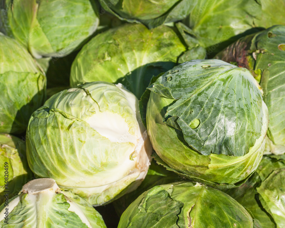 Fototapeta premium White cabbages