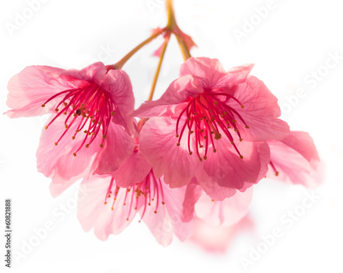Pink cherry blossom sakura