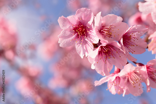 Pink cherry blossom sakura © SuriyaPhoto