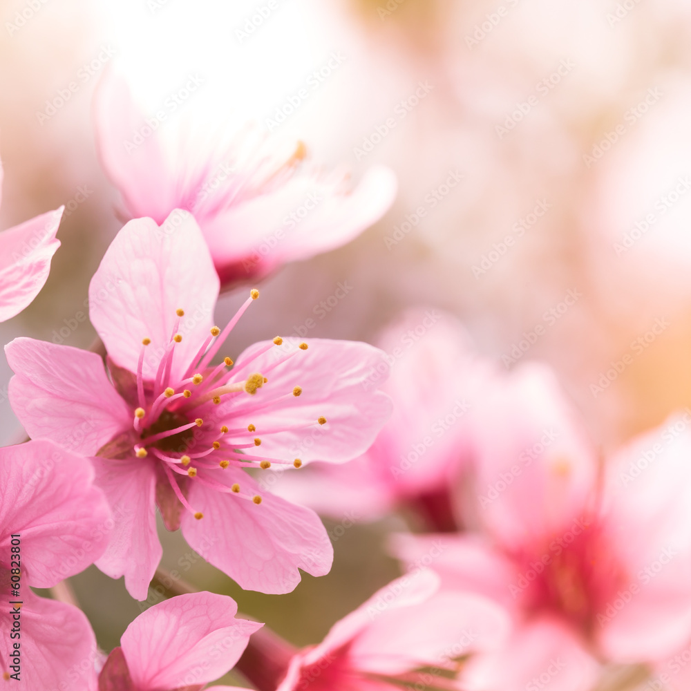 Pink cherry blossom sakura Pink cherry blossom sakura