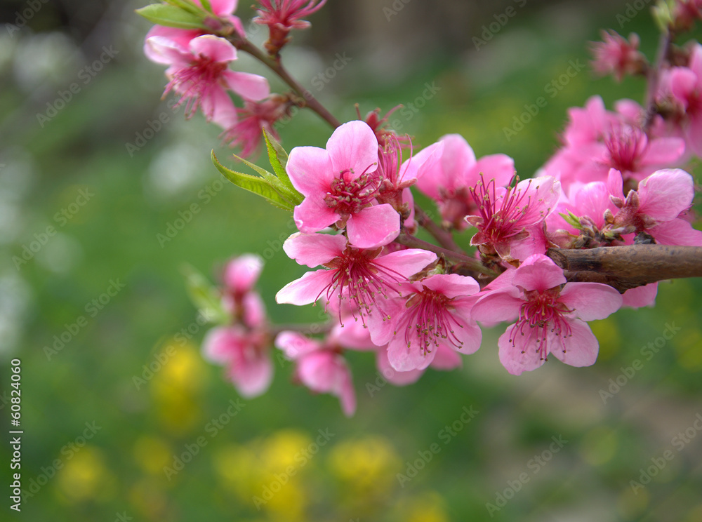 Blooming peach tree in spring with pink flowers Blooming peach tree in spring with pink flowers