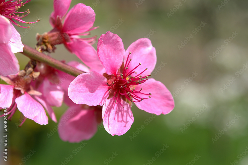 Blooming peach tree in spring with pink flowers Blooming peach tree in spring with pink flowers
