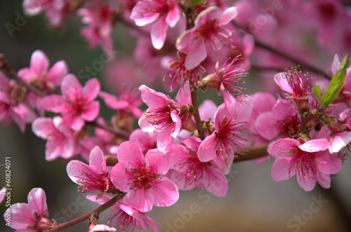 Blooming peach tree in spring with pink flowers