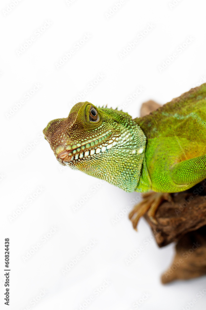 Fototapeta premium Agama
