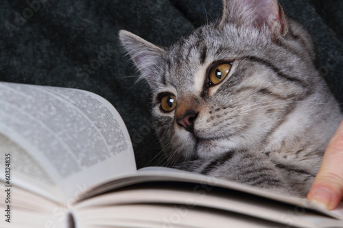 gatto con libro
