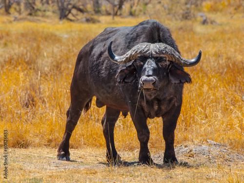 Fototapeta Naklejka Na Ścianę i Meble -  Big black buffalo