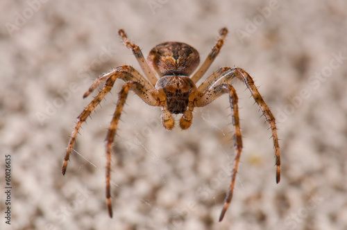 Brown spider