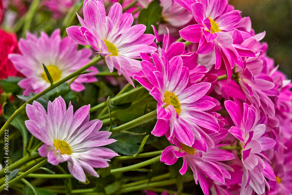 Beautiful summer bunch of flowers. Beautiful summer bunch of flowers.
