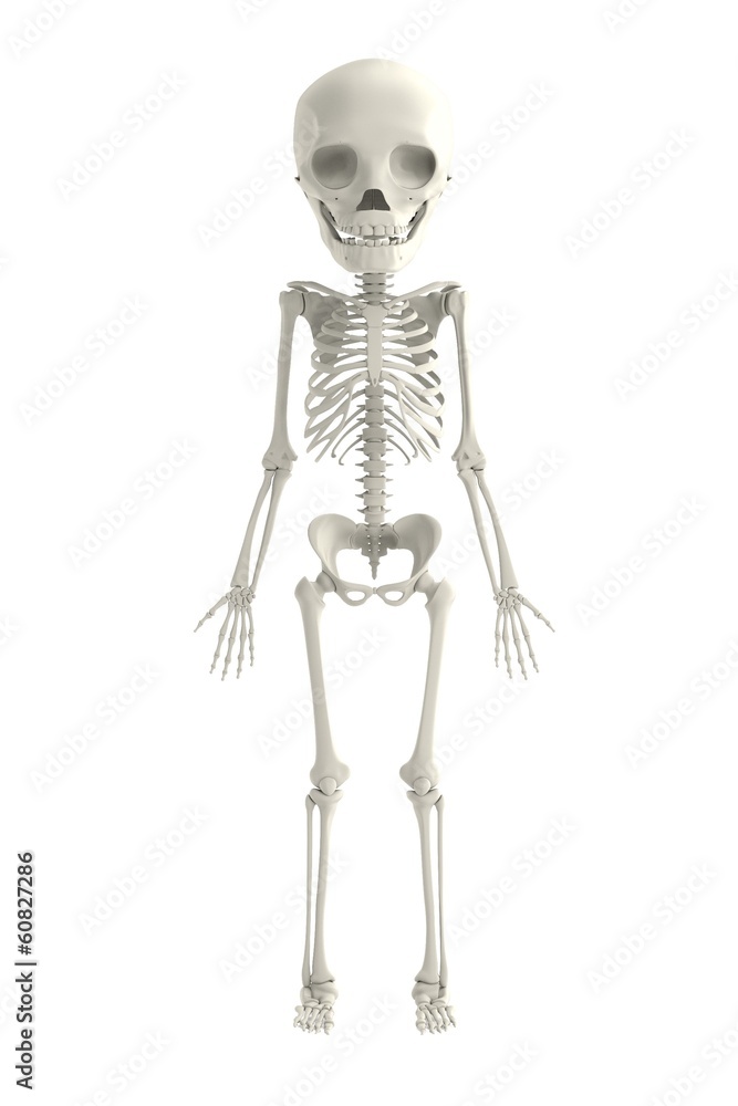 realistic 3d render of young skeleton