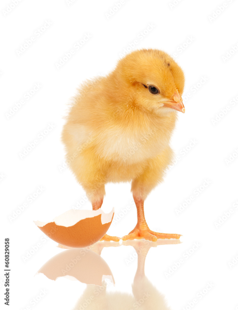 Obraz premium Little chicken