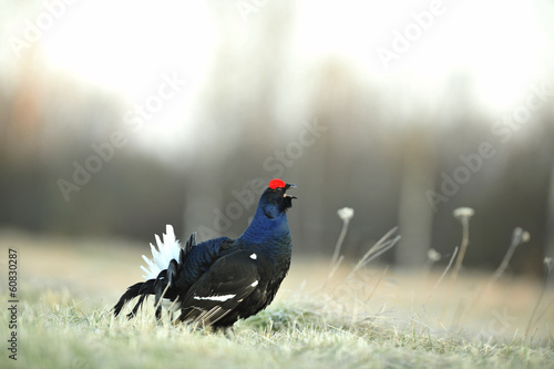 Fotografie, Tablou Lekking  black grouse
