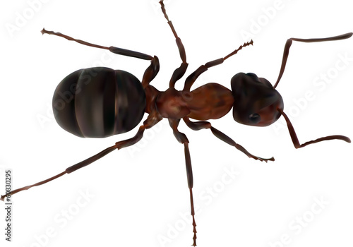color single ant isolated on white