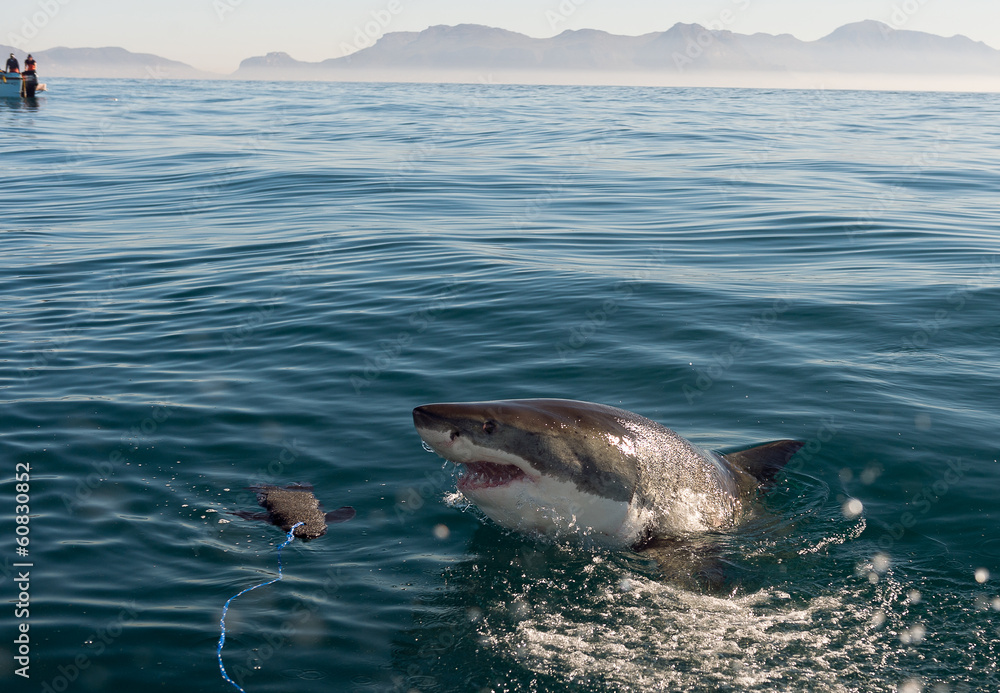 Fototapeta premium Great White Shark (Carcharodon carcharias) attack 