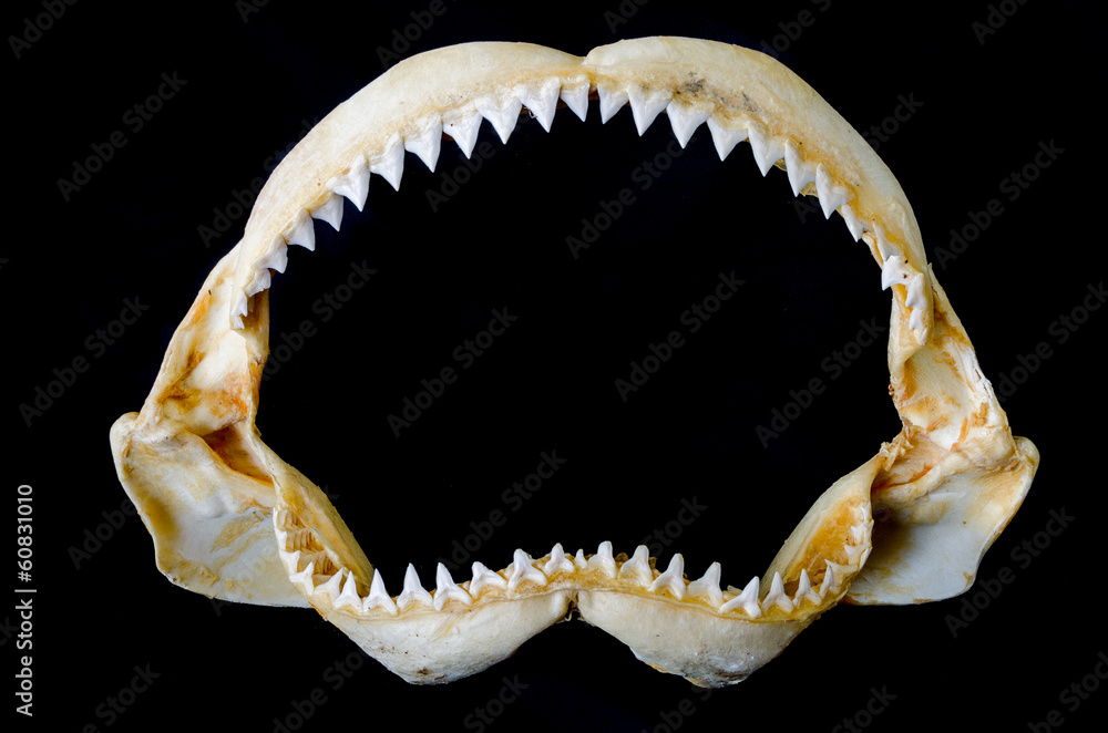 Fototapeta premium Shark Jaw Kość i ostre zęby rekina
