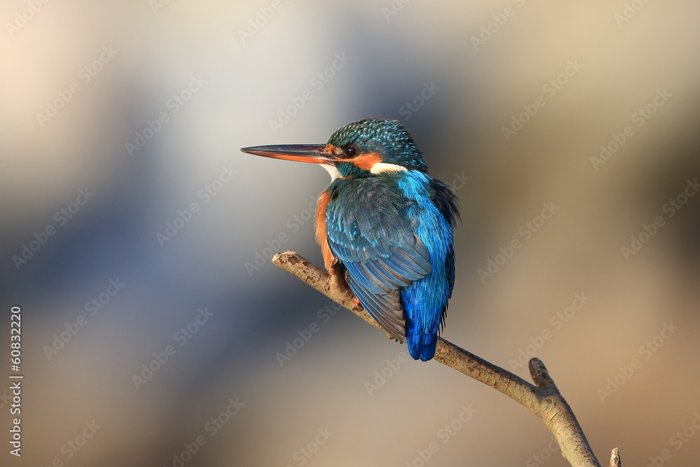 Fototapeta premium カワセミ