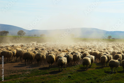 koyun sürüsü&hayvancılık photo