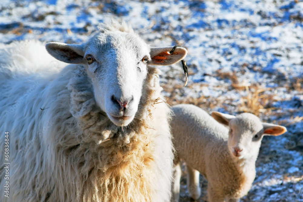 Obraz premium sheep and lamb