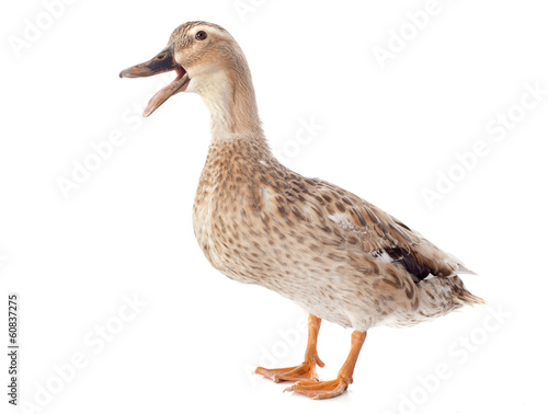 Fotobehang female duck