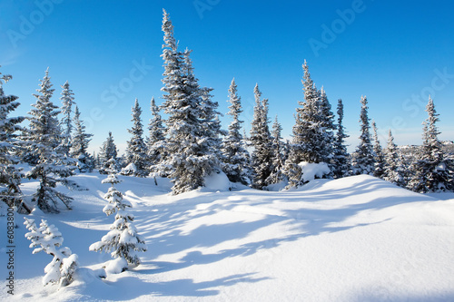 winter forest © tarasov_vl