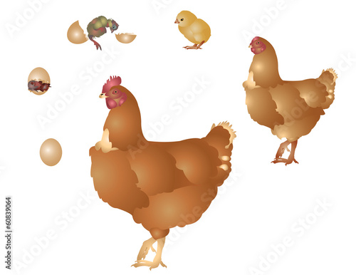 Life of hen