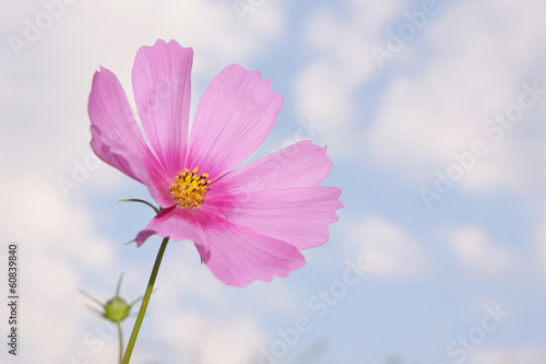 white flower © anake