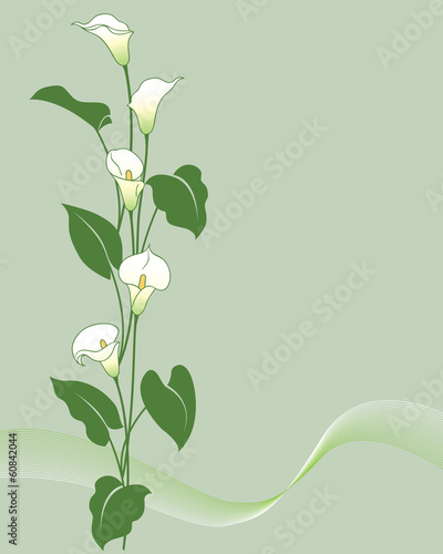 Fototapeta Naklejka Na Ścianę i Meble -  Calla bouquet