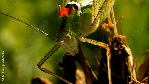 Grasshopper clean foot