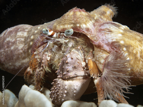 Anemone hermit crab photo