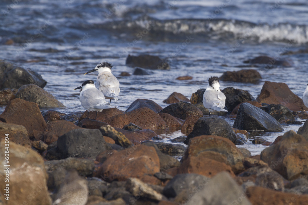 Sandwich Tern (Thalasseus sandvicensis ) Sandwich Tern (Thalasseus sandvicensis )