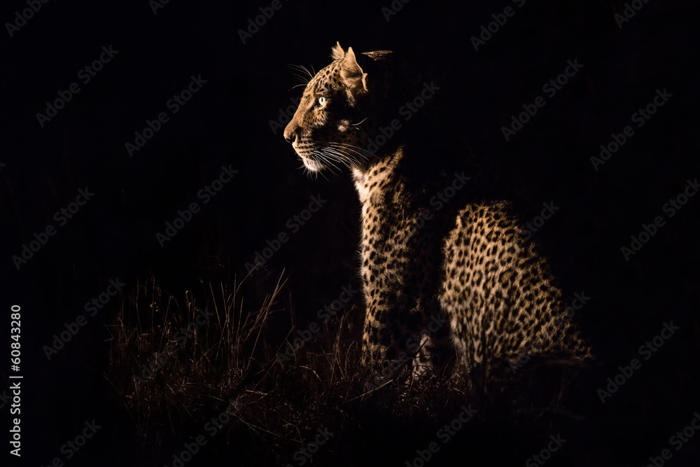 Naklejka premium Leopard sitting in darkness hunting prey