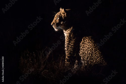 Leopard sitting in darkness hunting prey